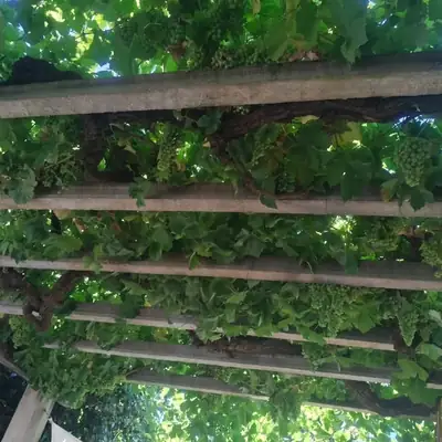 Latada coberta de folhas de videira