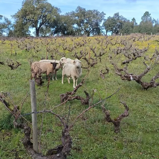 Ovelhas a pastar entre as cepas da vinha velha