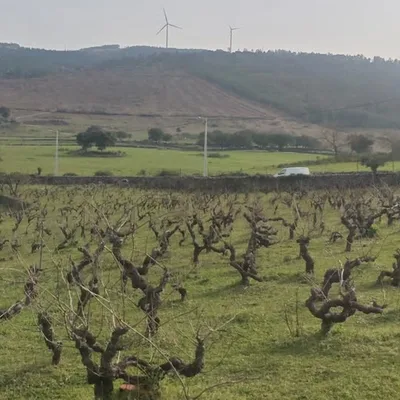 Vinha podada com a serra ao fundo
