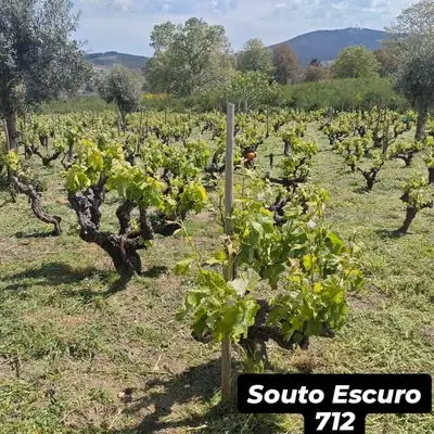 Cepa velha com folhas novas na primavera